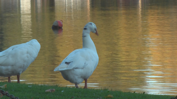 images/articles/article2664/vid02.jpg images/articles/article2664/vid02.jpg