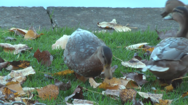 images/articles/article2664/vid09.jpg images/articles/article2664/vid09.jpg