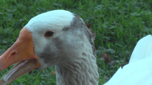 images/articles/article2664/vid07.jpg images/articles/article2664/vid07.jpg