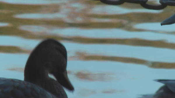 images/articles/article2664/vid08.jpg images/articles/article2664/vid08.jpg